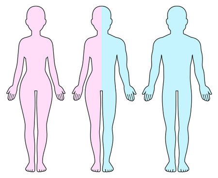 Adult male, female and half man half woman body outline. Gender identity, sex transition. Blank human shape diagram template, vector illustration.のイラスト素材