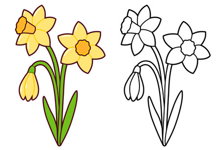 Daffodil flowers bouquet, cute simple springtime drawing. Black and while line art and color image. Cartoon vector illustration.のイラスト素材