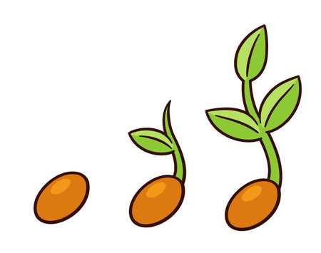 Sprouting seed cartoon illustration. Plant seedling at different stages, isolated vector clip art.のイラスト素材