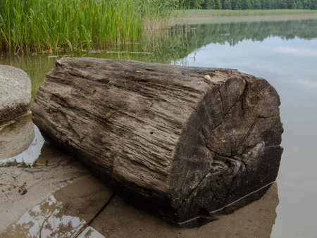 Old wooden log on the lake coastの写真素材