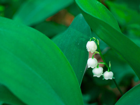 White lilly flowers between green leafs