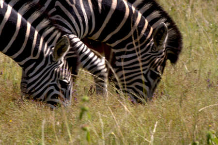 Zebraの写真素材