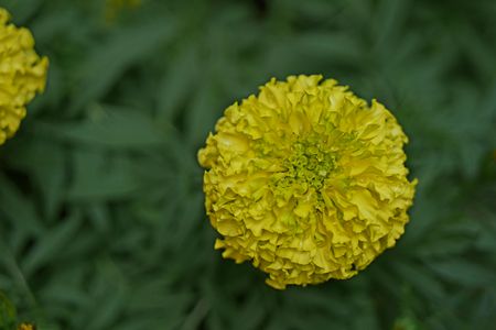 Yellow flowerの写真素材