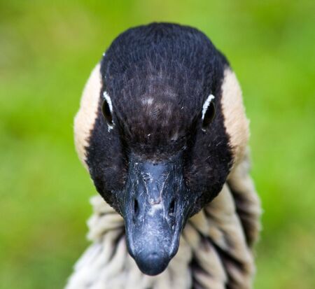 Face of an endangered Hawaiian Gooseの写真素材