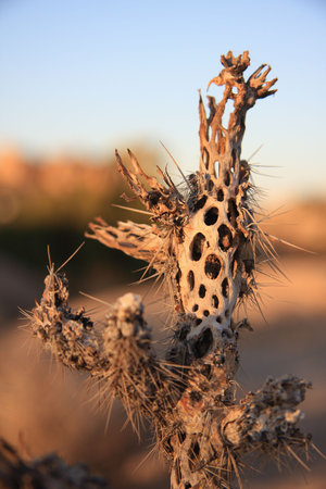 Dried Cactusの写真素材