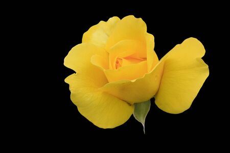 Single yellow rose against black backgroundの写真素材