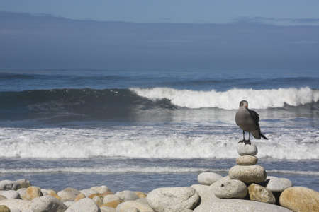 Lone Seabird by the Pacific Oceanの写真素材