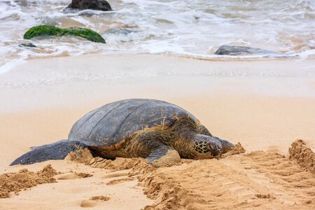 Green Sea Turtleの写真素材