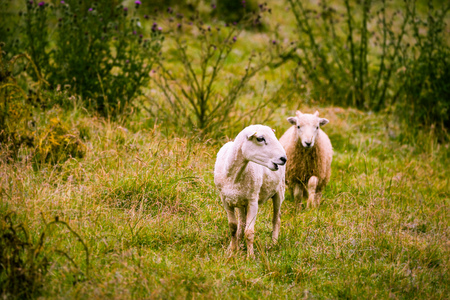 Grazing sheepの写真素材