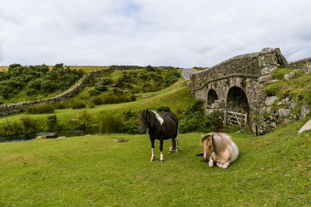 Wild horses on the moorの写真素材