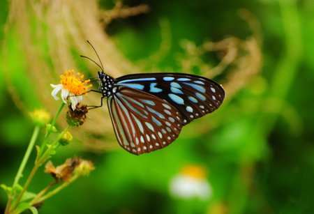 Butterfly on yellow flower