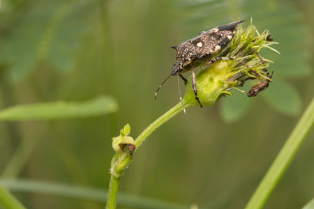 bugsの写真素材