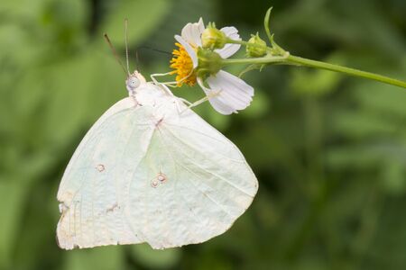 butterfly and flowerの写真素材