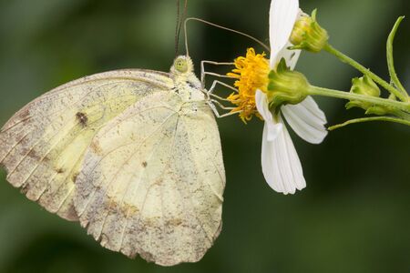 butterfly and flowerの写真素材