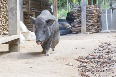 pigsの写真素材