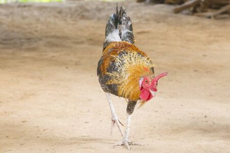 chickensの写真素材