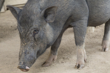 pigsの写真素材