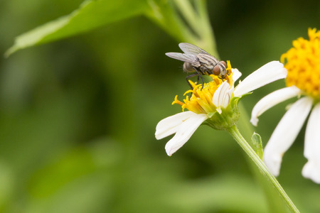 fly and flowerの写真素材
