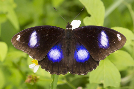 butterfly and flowerの写真素材