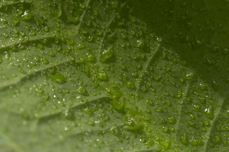 Water droplets on leavesの写真素材
