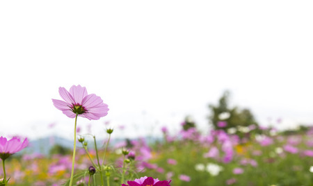 beautiful cosmos flower blooming in the gardenの写真素材