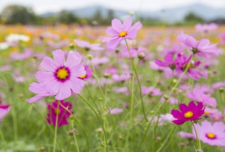 beautiful cosmos flower blooming in the gardenの写真素材