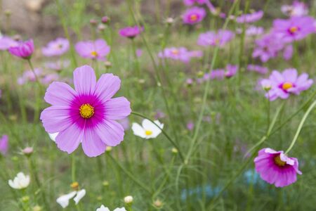 beautiful cosmos flower blooming in the gardenの写真素材