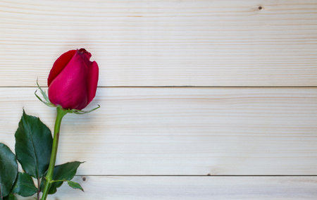 Beautiful red rose on wooden background for valentine day.の写真素材