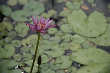 pink lotus flower in sunny dayの写真素材