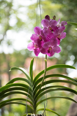 purple orchids with wire hangingの写真素材