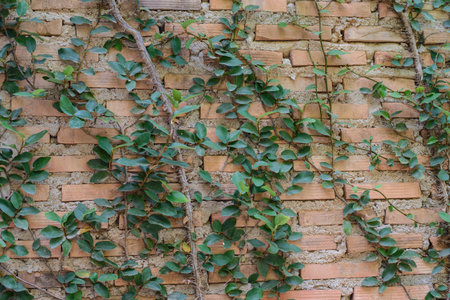 brick wall with vinesの写真素材