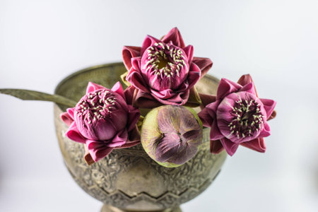 pink lotus flowers in bowl,that lotus petals are foldedの写真素材