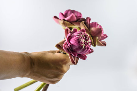 pink lotus flowers on hand,that lotus petals are foldedの写真素材