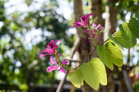 pink fresh flower on tree with green leaf and green leaf blurry background:Close up,select focus with shallow depth of field:ideal use for backgroundの写真素材