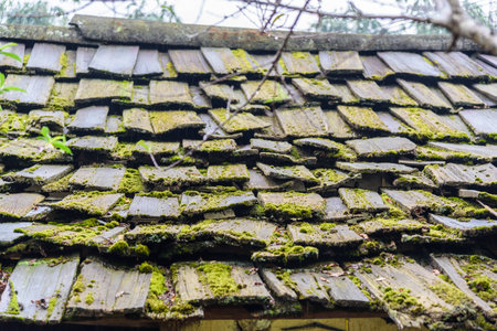 old wooden roof with green algaeの写真素材