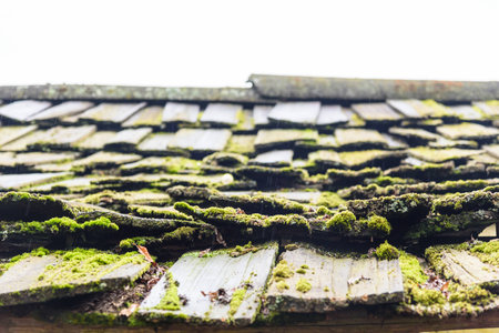 old wooden roof with green algae(selected fogus)の写真素材