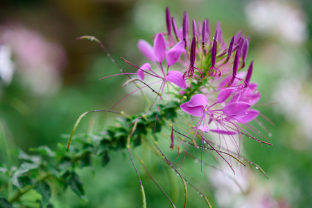 violet flower,after rainの写真素材