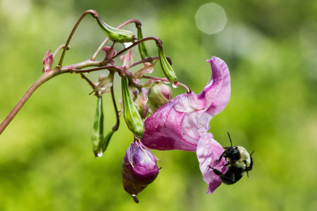 Close up of bee on dew soaked pink  flower