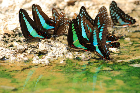 Black Blue Butterflys drinking earth moistureの写真素材