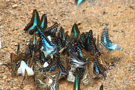 Butterfly group drinking earth moistureの写真素材