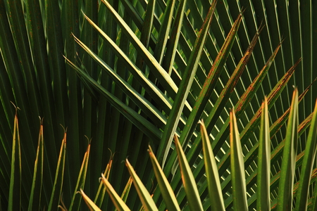 palm leaf pattern light and shadow outlineの写真素材