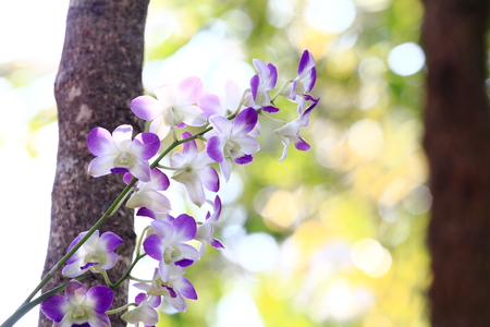 white purple orchidの写真素材
