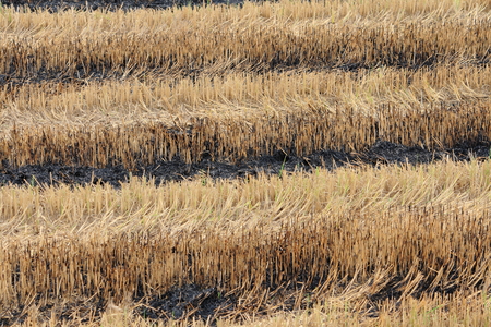 Harvested paddy fieldの写真素材