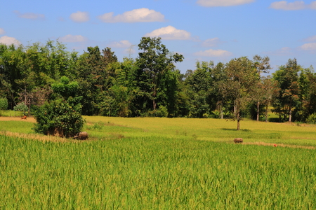 Rural rice field in thailandの写真素材