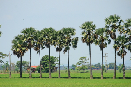 row of Palmyra Palm in wet paddy field. rural thailandの写真素材