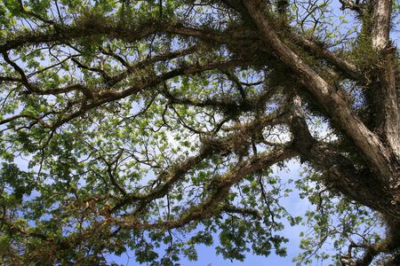 Samanea saman, Big rain treeの写真素材