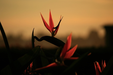 bird of paradise flower full bloom. a sunset skyの写真素材