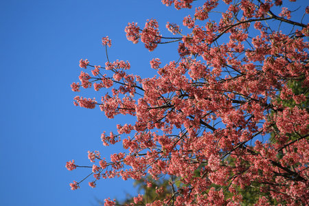Wild Himalayan Cherry or Thailand Sakura. pink floewring tree in chiang mai thailand. Prunus...