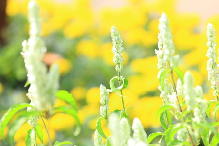 close up flower in a plant bes in a formal design outdoor parkの写真素材