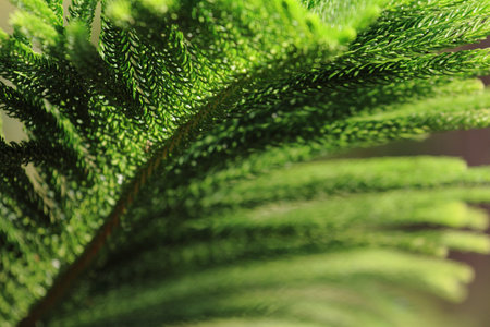 pine tree leaf macro